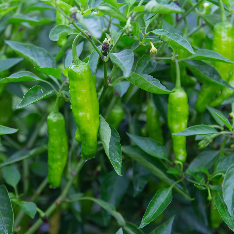 Shishito Pepper 70 Seeds, Japanese Heirloom Peppers, Shishitōgarashi, Non-GMO Japanese