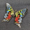 Anima Madagascan Sunset Moth Enamel Pin - Butterfly/Inse