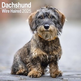 Wirehaired Dachshund Calendar 2025 | Square Dog Breed Wall Calendar - 16 Month