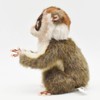 BH7043 HANSA Slow Loris 17
