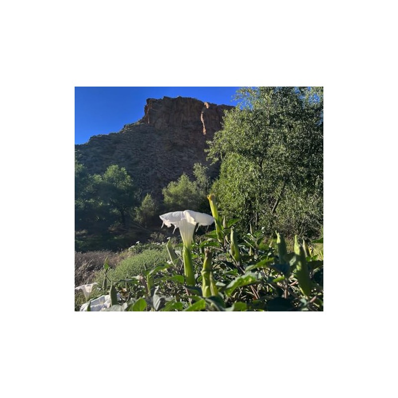 Toloache Wrightii Sacred Moonflower Moon Lily Angel's Trumpet Flower Premium