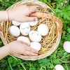 10pcs Solid Parrot Plastic Fake Eggs Realistic Simulated Fake Bird