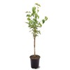 Generic The White Dogwood Tree, White Flowering, Charcoal Bark, Fruit