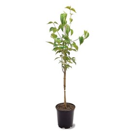 Generic The White Dogwood Tree, White Flowering, Charcoal Bark, Fruit Bearing, 1 gal, Nursery Pot (Due to Agricultural Laws, we Cannot Ship to CA, AZ, AK, or HI)