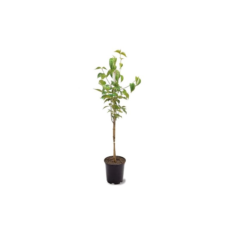 Generic The White Dogwood Tree, White Flowering, Charcoal Bark, Fruit