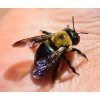 4 Real Carpenter bee DRYED SPECIMEN INSECT TAXIDERMY WE GOT