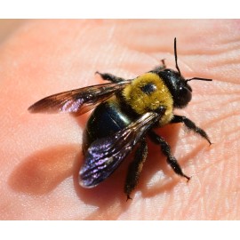 4 Real Carpenter bee DRYED SPECIMEN INSECT TAXIDERMY WE GOT THE BUG'S
