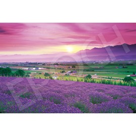 Epoch Company 1000 Piece Jigsaw Puzzle Lavender Color Furano - Hokkaido (50 x 75 cm) 09-052s 09-052s With Glue Spatula Included Tickets EPOCH