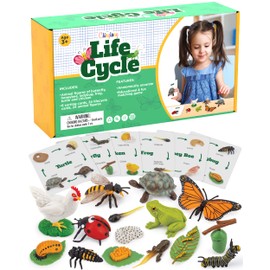 GLINGLONG Life Cycle Kit Toy Montessori - Realistic Figurine Toys, Kids Figure Animal Match Set with Frog, Ladybug, & More - Includes 24-Piece Animals, Educational & Fun Matching Game for Children 3+
