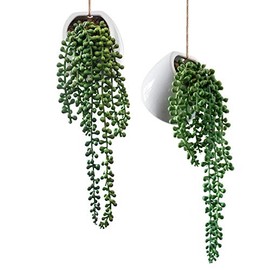 Royal Imports - Plantas artificiales Senecio, cadena de perlas decorativas de cerámica para colgar en la pared, plantas de Rowleyanus, juego de 2