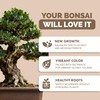 Bonsai Fertilizer for All Bonsai Trees, Great for Root Soaks,