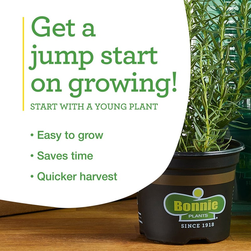 Bonnie Plants Red Bell Pepper Live Vegetable Plants - 4