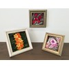 Daisen P004P0101 Cazaro Frame + Paper Box Royal 5.9 in