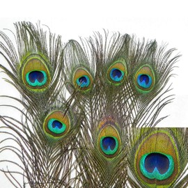 Natural Peacock Feather Cat Toy 6 Pack