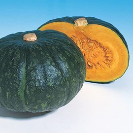 Squash Seeds - Japanese, Winter - Hokkori 133 - Hybrid - 1 Oz ~144 Seeds - Non-GMO, F1 Hybrid - Asian Garden Vegetable