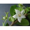 Fukien Tea Bonsai Flowering Plant 10" Tall with 5"x 8"