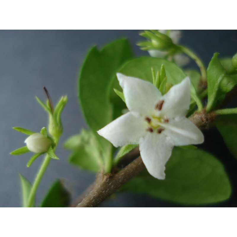 Fukien Tea Bonsai Flowering Plant 10" Tall with 5"x 8"