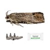 IPM Direct Pack of 3 Moth Trap Attractant Pheromones (Codling