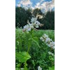 Crush Seeds of Science Food Plot Seed - Summer Crush