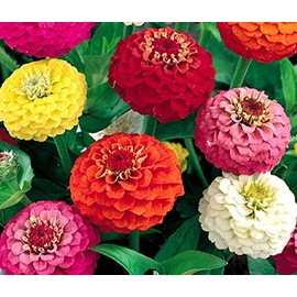Zinnia Lilliput Mix Flower Seeds, 100 Heirloom Flower Seeds Per Packet, Non GMO Seeds, Botanical Name: Zinnia elegans, Plant Height: 20-24" Plant Spacing: 6", Full Sun