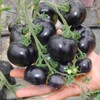 Tomato 'Indigo Rose' Seeds – Indeterminate Annual Vegetable (Solanum lycopersicum)