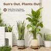 Bamworld Plant Caddy 12 Inch Wood Dolly with Drainage Tray