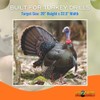 NiceTargets Turkey Archery Target, 20" x 22.5" Photorealistic Life Size