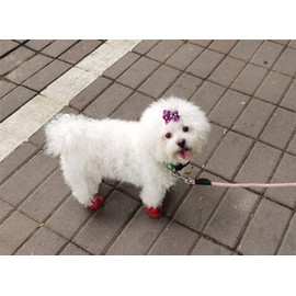 Dog Shoes, Mesh Breathable Comfort Shoes with Soft Sole for Dogs, Bichon Teddy Pet Shoes, Dog Boots, Waterproof Non-Slip (XL, Pack of 8)