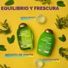 OGX, Shampoo Extra Fuerte de Tea Tree y Menta, 385