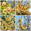 10+ Seeds Perennial Chimonanthus Praecox Odorant Shrub Seeds for Planting