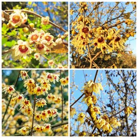 10+ Seeds Perennial Chimonanthus Praecox Odorant Shrub Seeds for Planting Outdoors Non-GMO Heirloom