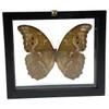 REAL BUTTERFLY MORPHO DIDIUS INSECT TAXIDERMY FRAME WITH DOUBLE SIDE