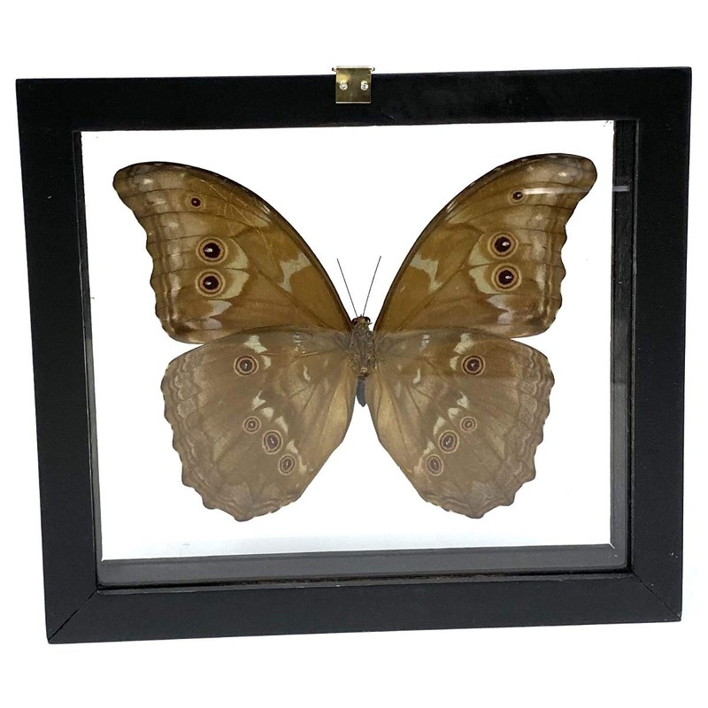 REAL BUTTERFLY MORPHO DIDIUS INSECT TAXIDERMY FRAME WITH DOUBLE SIDE