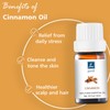 GM Gumili Cinnamon Essential Oil - 100% Pure Aromatherapy Oil
