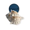 NessaStores - Pink Murex Phyllonotus erythrostomu Hermit Crab Sea Shell