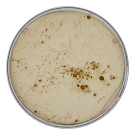 Cera Uppercut Deluxe Maxi Matte Pomade 300g