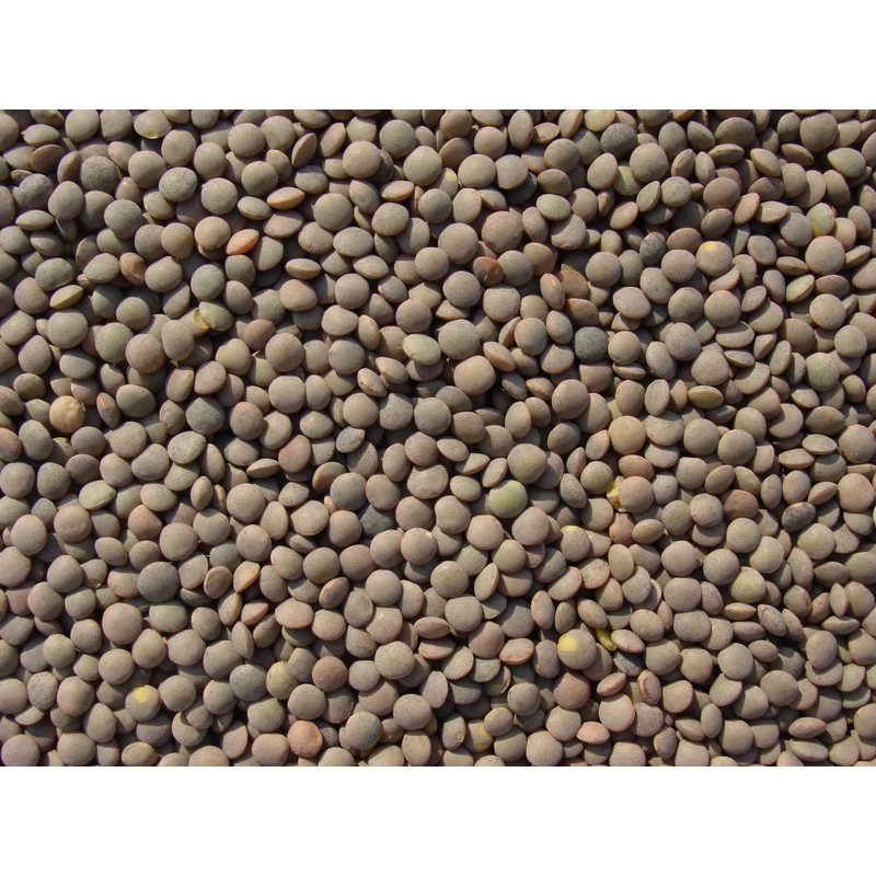Lentils 15 Lbs, Joseph's Grainery Brown Lentils, All Natural, Non-GMO,