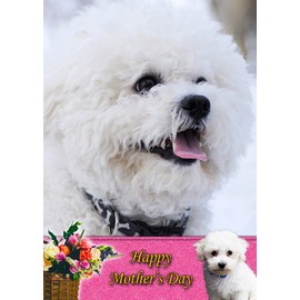 Bichon Frise Dog Mothers Day Card