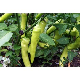 Southeast Seeds Sweet Banana Pepper Seeds, NON-GMO, Greek Salad, Banana Chili, FREE SHIPPING - 200 Seeds
