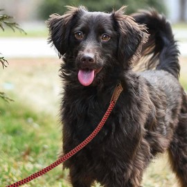 Mile High Life | Mountain Climbing Dog Rope Leash with Heavy Duty Metal Sturdy Clasp | Genuine Leather Tailored Connection with Strong Stitches (Red Black, 60 Inch (Pack of 1))