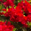 Encore Azalea Autumn Bonfire (1 Gallon) Red Flowering Shrub -