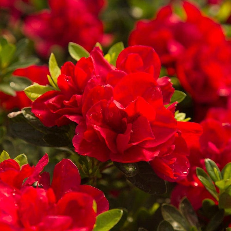 Encore Azalea Autumn Bonfire (1 Gallon) Red Flowering Shrub -