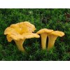 Chanterelle Mushroom Spores in Sawdust Bag Garden Grow Kit Makes