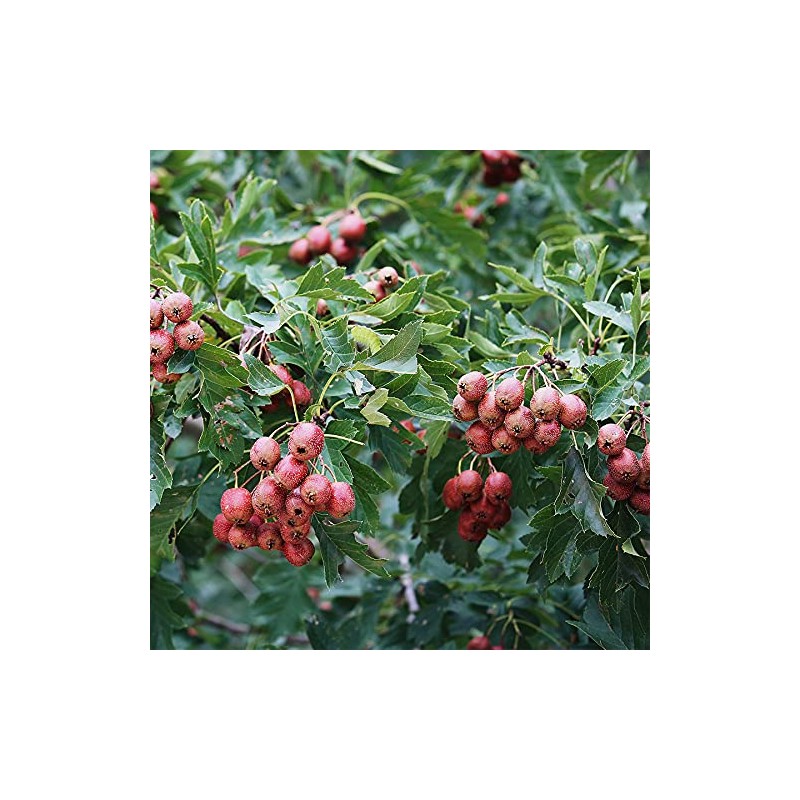 NANSHIZHAO TANGERINE PEEL TASTE HOWTHORN BALLS健康小零食 老陈皮山楂球 135克 鲜果制作 软糯口感