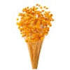 Earth Farms Dry Flower suta-hurawa-・burossamu Insert (G) Orange do30191 – 351 