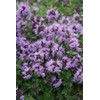 CEMEHA SEEDS - Seeds Summer Savory Non GMO Herbs for