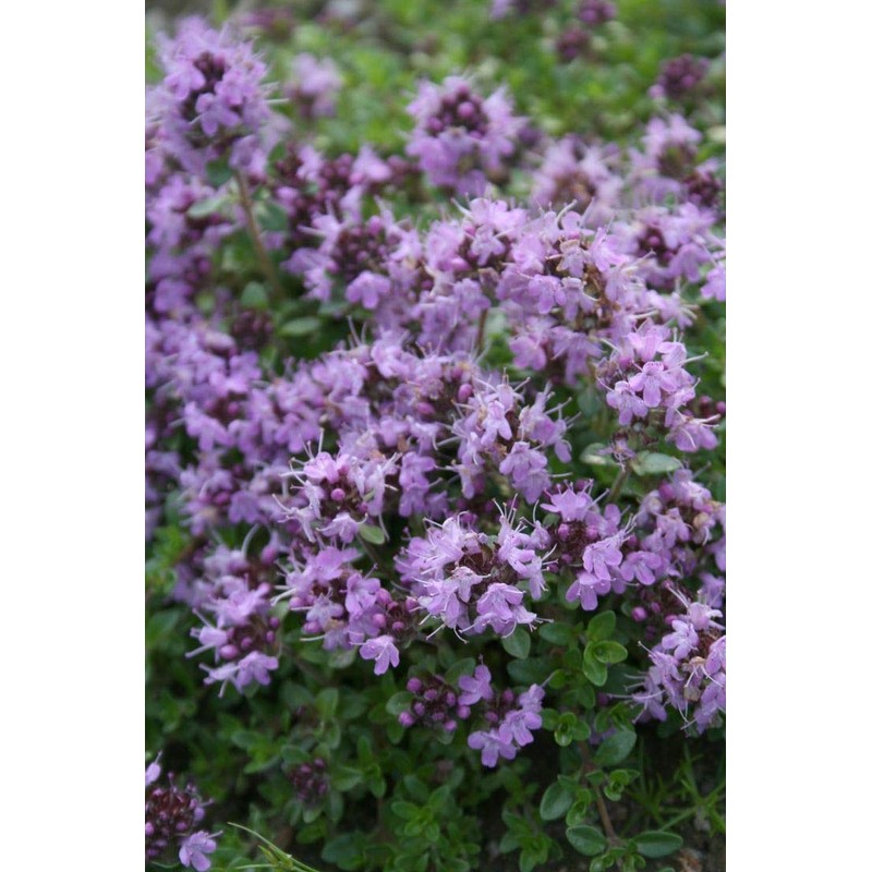 CEMEHA SEEDS - Seeds Summer Savory Non GMO Herbs for