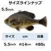 3D Pulse Tail Line Thru 5 1/2" (Bluegill) 3416 One