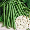 70 Blue Lake Pole Bean Heirloom Seeds Stringless Heirloom -