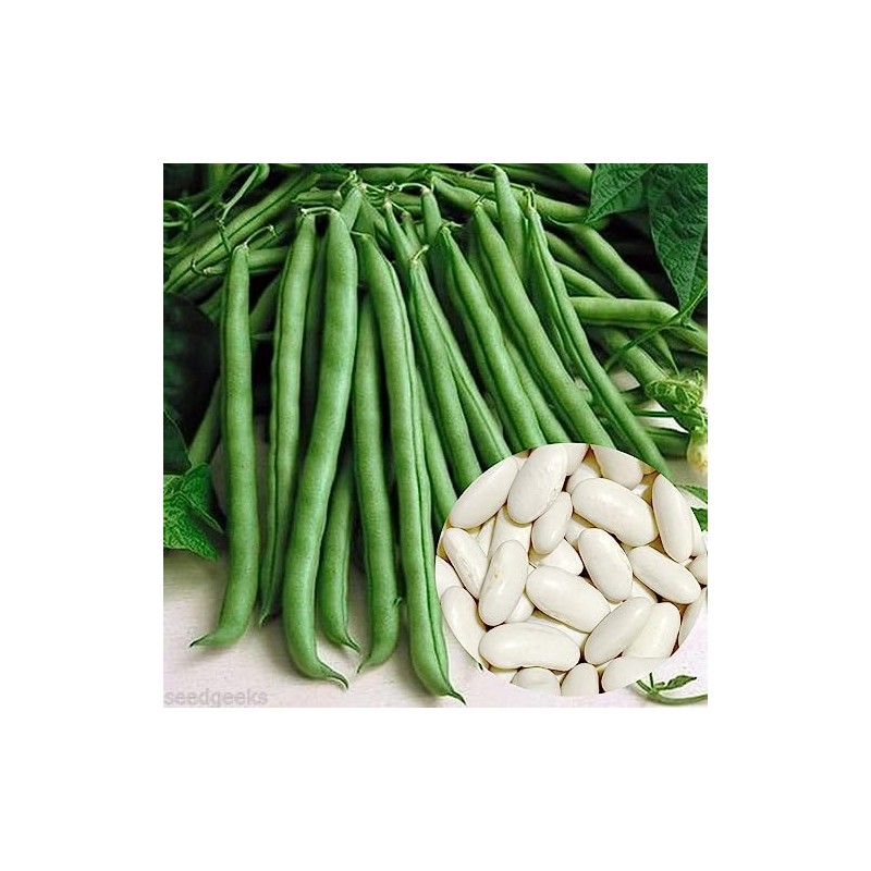 70 Blue Lake Pole Bean Heirloom Seeds Stringless Heirloom -